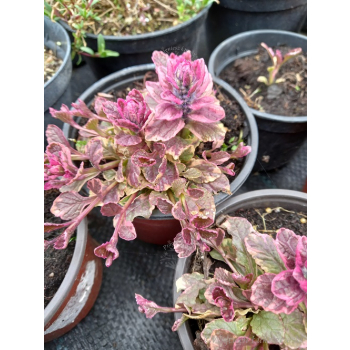 Dąbrówka rozłogowa różowo-purpurowa - Ajuga reptans