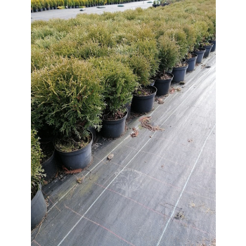 Żywotnik zachodni Hoseri - Thuja occidentalis