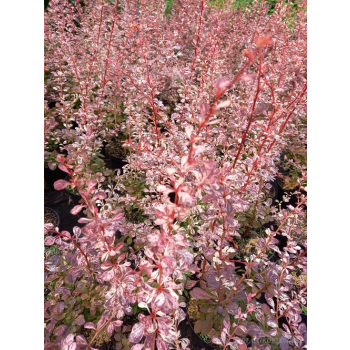 Berberys Thunberga Rosetta-Berberis thunbergii