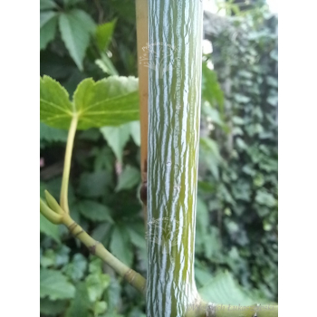 Klon zielonokory - Acer tegmentosum