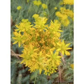 Rozchodnik ościsty-Sedum reflexum