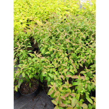 Dereń powabny Lady Jane-Cornus amomum