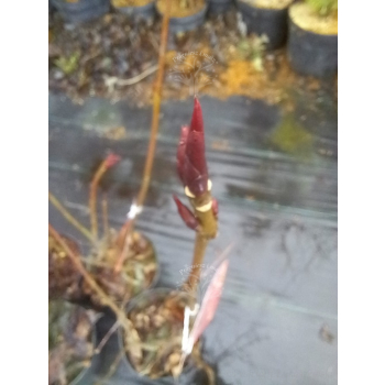 Trzmielina płaskoogonkowa-Euonymus planipes