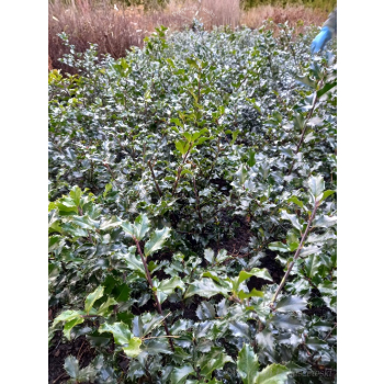 Ostrokrzew Blue Princess-Ilex x meserveae