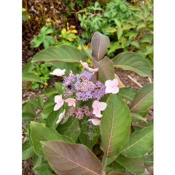 Hortensja kosmata Hot Chocolate-Hydrangea aspera