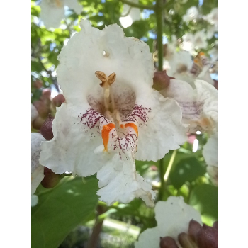 Katalpa zwyczajna-Catalpa bignonioides