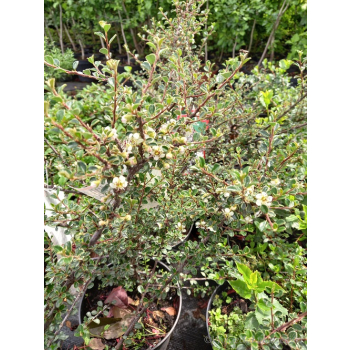 Irga himalajska-Cotoneaster glacialis