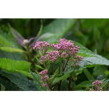 Sadziec Baby Joe - Eupatorium maculatum