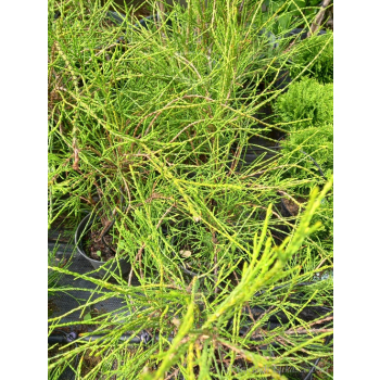 Żywotnik zachodni Filiformis-Thuja occidentalis