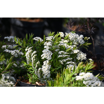 Tawuła szara Grefsheim - Spiraea cinerea