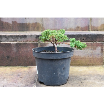 Jałowiec rozesłany Nana - Juniperus procumbens 0018