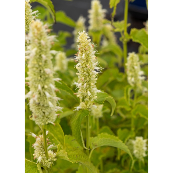Kłosowiec pomarszczony Alabaster - Agastache rugosa