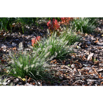 Rozplenica japońska-Pennisetum alopecuroides Little Bunny