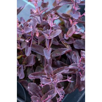 Rozchodnik ogrodowy Globe Purple - Sedum hybridum