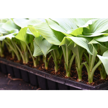 Funkia Fragrant Blue - Hosta hybrid