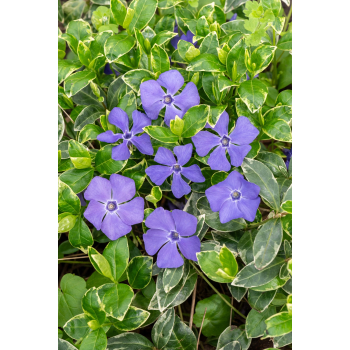 Barwinek większy Variegata - Vinca major Barwinek większy Variegata - Vinca major