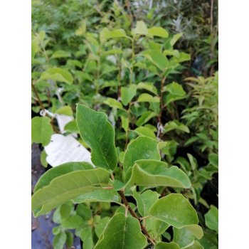 Obiela groniasta-Exochorda racemosa