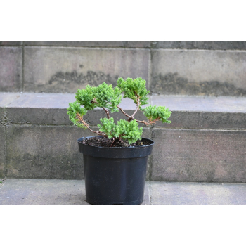 Jałowiec rozesłany Nana - Juniperus procumbens 0022
