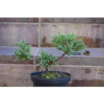 Jalowiec łuskowy Holger - Juniperus squamata 0006