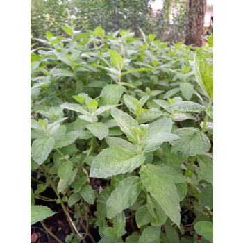 Mięta ogrodowa-Mentha