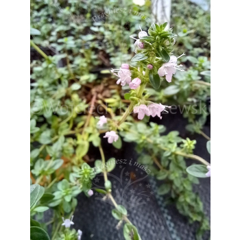 Macierzanka piaskowa-Thymus serpyllum