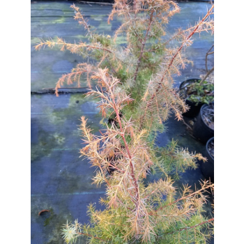 Jałowiec pospolity Kalebab - Juniperus communis