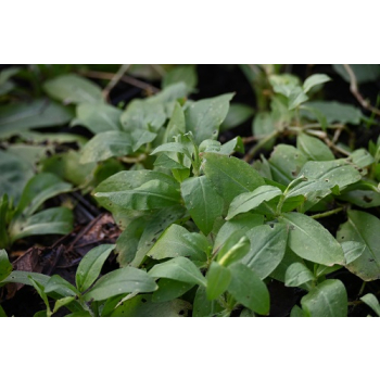 Firletka chalcedońska - Lychnis chalcedonica