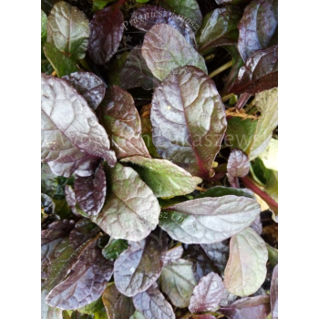 Dąbrówka rozłogowa-Ajuga reptans