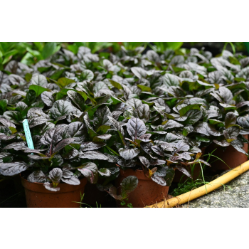 Dąbrówka rozłogowa Mahogany - Ajuga reptans