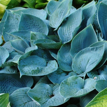 Funkia Fragrant Blue - Hosta hybrid