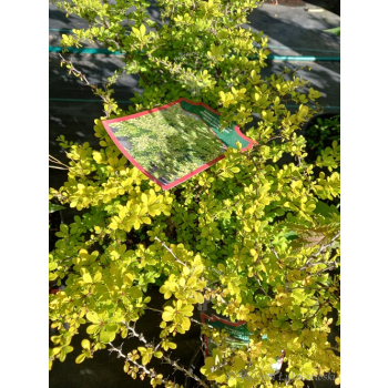 Berberys Thunberga Sunsation-Berberis thunbergii