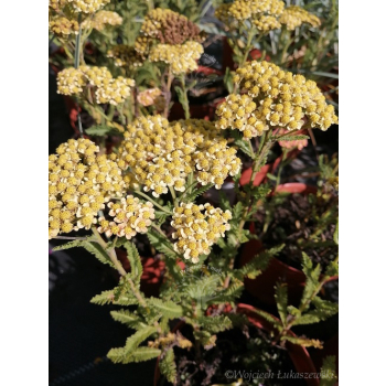 Krwawnik pospolity Milly Rock Yellow Terracotta - Achillea millefolium