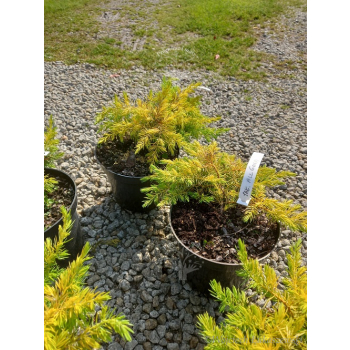 Jałowiec nadbrzeżny Allgold-Juniperus conferta