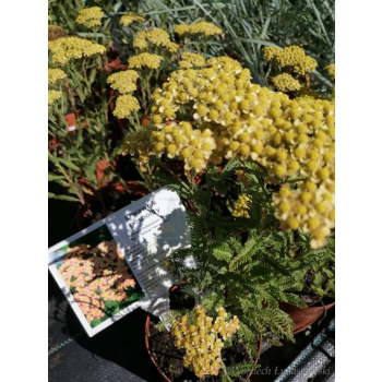 Krwawnik pospolity Milly Rock Yellow Terracotta - Achillea millefolium
