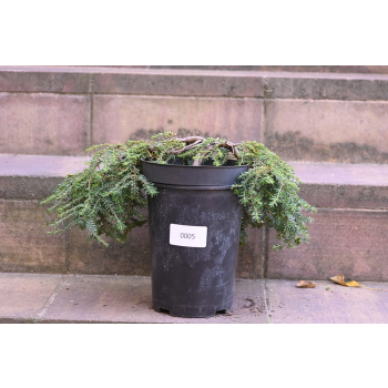 Choina kanadyjska Cole's Prostrate -Tsuga canadensis 0005