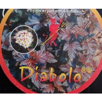 Pęcherznica kalinolistna Diabolo-Physocarpus opulifolius