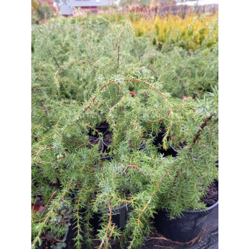 Jałowiec pospolity Oblonga Pendula-Juniperus communis