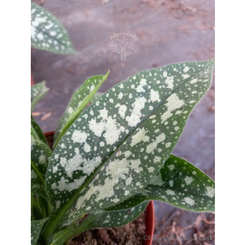 Miodunka wąskolistna-Pulmonaria angustifolia Twinkle Toe