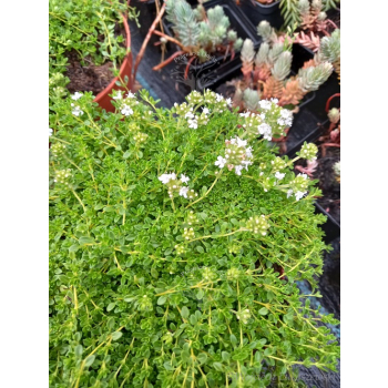 Macierzanka wczesna-Thymus praecox Albiflorus