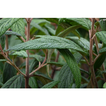 Kalina sztywnolistna - Viburnum rhythidophyllum