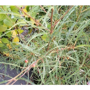 Kruszyna pospolita Aspleniifolia-Frangula alnus