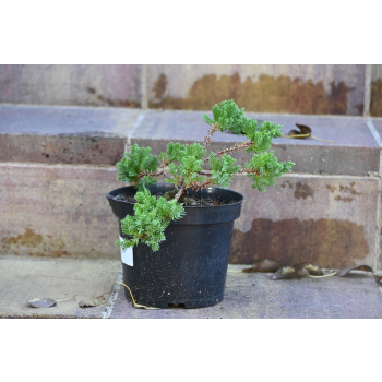 Jałowiec rozesłany Nana - Juniperus procumbens 0026
