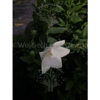 Platykodon biały-Platycodon grandiflorus