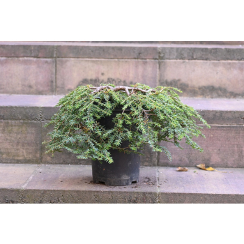 Choina kanadyjska Cole's Prostrate -Tsuga canadensis 0005