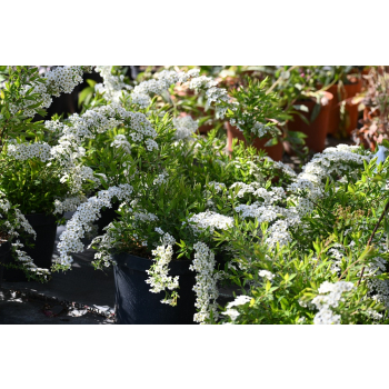 Tawuła szara Grefsheim - Spiraea cinerea
