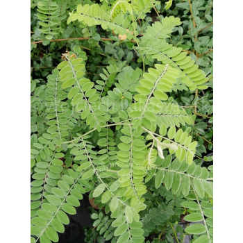 Amorfa sina-Amorpha canescens