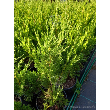Jałowiec chiński Spartan-Juniperus chinensis