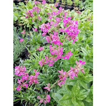 Firletka smółka-Lychnis viscaria