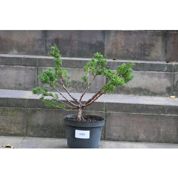 Jałowiec chiński Shimpaku - Juniperus chinensis 0085