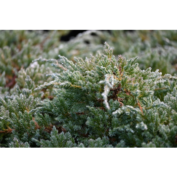 Jałowiec łuskowy Blue Carpet - Juniperus squamata